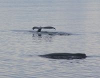 184 Whale Watching Tadoussac