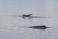 185 Whale Watching Tadoussac