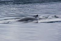 186 Whale Watching Tadoussac