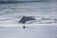 187 Whale Watching Tadoussac