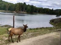Wapiti Elch im Omega Wildpark