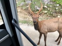 Junger Wapitihirsch will einsteigen