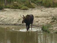Das Moose im Wildpark