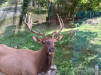 Ich bin der Hirsch mit dem Wolf im Hintergrund