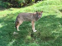 Deutsche Smartphones in Canada ?