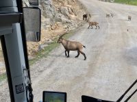 Lets go boys und girls, Touristen sind zurueck !