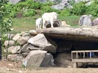 Schneeziegen im Omega Wildpark