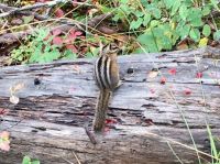 Das Streifenhoernchen von Banff