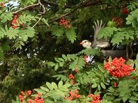 Es wird ein harter Winter in den kanadischen Rockies