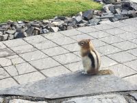 Nicht ein Streifenhoernchen sondern ein fetter  Chipmonk, bei Lake Louise