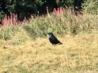 Die Kraehe beim Kraehenfuss Gletscher