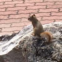 Ein winzig kleiner Pika