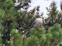 Dieser Whiskey Jack wartet auf Touristen mit Nuesschen