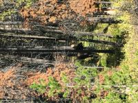 Das Moose im Walde bei Maligne See