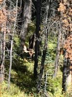 Das grosse Moose bei Maligne See