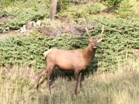 Ein Wapiti Junge schaut interessiert 