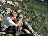 Lachse beim Laichen filmen