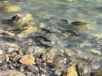 Viele laichende Lachse bei Lillooet