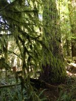 Erster Regenwald Besuch