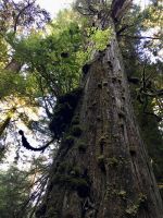 Urbaeume im Regenwald des Pacific Rim National Parks