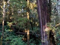 Waldbaden im Urwald and der Westkueste von Vancouver Island