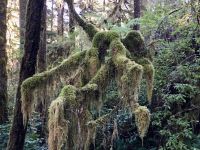 So viel tolles Moos im Urwald