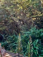 Spinnen und Farne zieren den Waldboden im Pacific Rim National Park