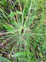 Lustige Pflanzen bingen Abwechslung in den Urwald