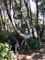 Wenn Baeume davonrennen