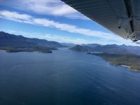 Unten tummeln sich Blauwale und Orcas