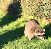 Der Waschbaer in Tofino