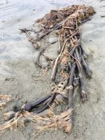 Kelp liegt am Wickaninnish Beach im Pacific Rim National Park