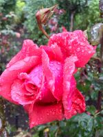 Die perfekte Rose nach dem Regenguss
