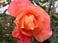 Orange, die Farbe der aufgehenden Sonne