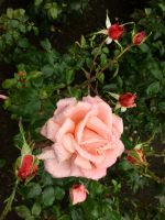 Der Rosengarten in den Butchart Gaerten