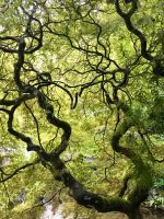 Der Japanische Garten in Butchart Gaerten