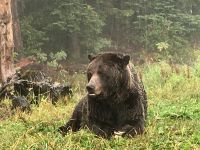 Coola zeigt sich auf Grouse Mountain
