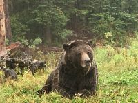 Der 20-jaehrige Waisen-Grizzly Coola, in Vancouver