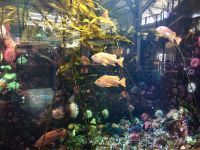 Das Aquarium im Flughafen Vancouver