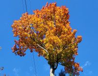 197 Indian Summer