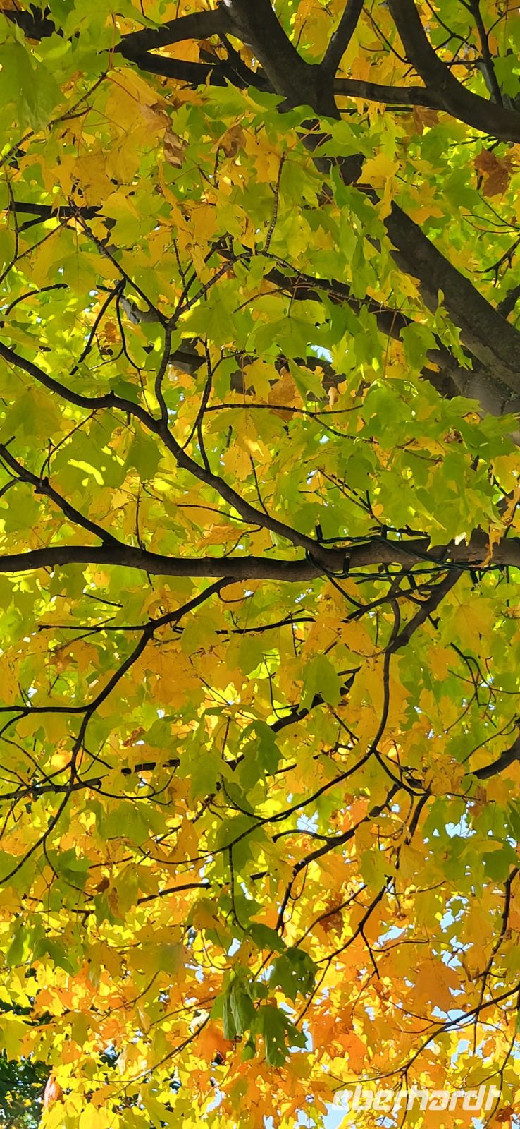 198 Indian Summer