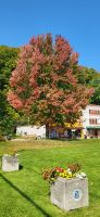 199 Indian Summer