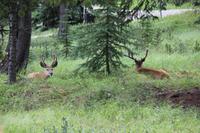 2 Hirsche
