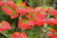 200 Indian Summer