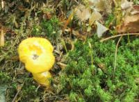 Pfifferlinge im Wald vom Canyon St. Anne