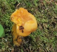 Pfifferling im Canyon St. Anne