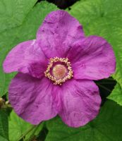 Schöne Natur am Montmorency Wasserfall bei Quebec