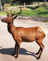 Kanadischer Rothirsch, Omega Park