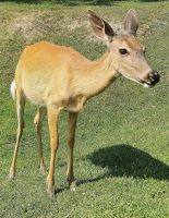 Reh im Omega Park Kanada