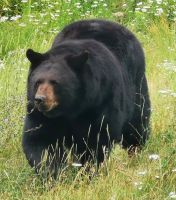 Schwarzbär im Omega Park 